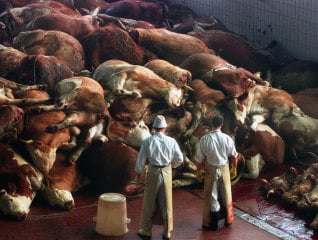 Five Words for the European meat failure
