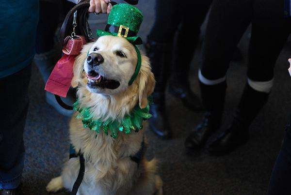 One dog gets festive, preparing for St. Patricks Day.