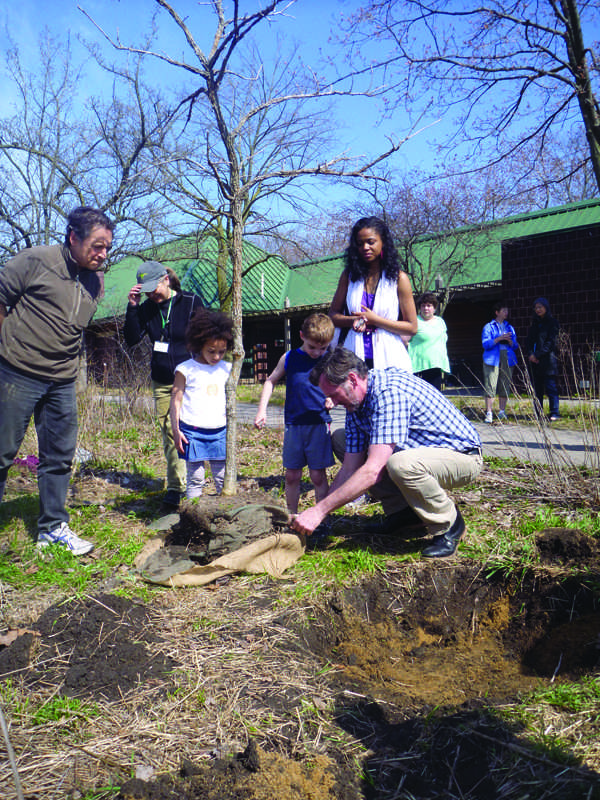 City arborist Mark Younger plants a Burr Oak tree as children Mahalia Bonner (left) and Ryan Rody (right) look on. The City of Evanston hosted an Earth Day/Arbor Day celebration on Friday.