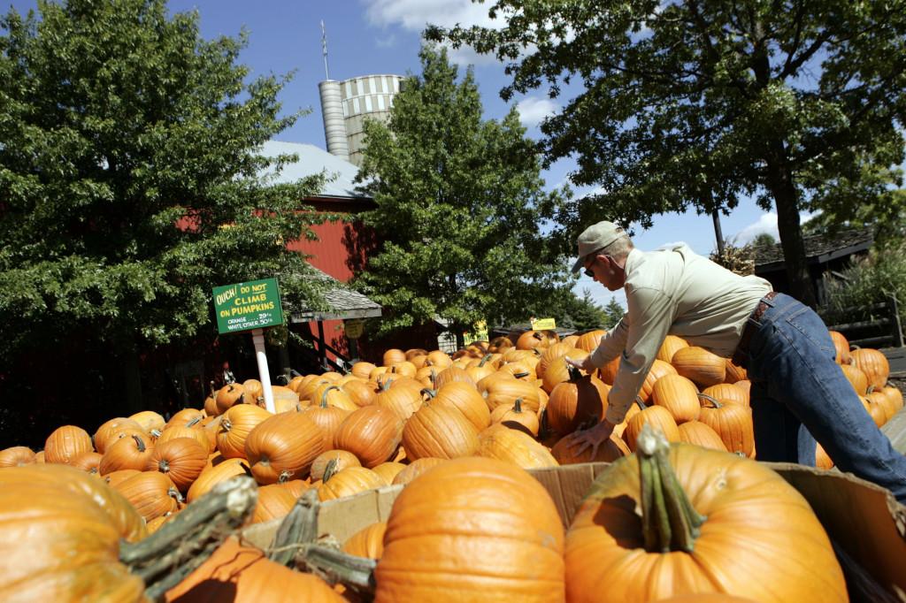 Pumpkin patches can be difficult to attend during the school year. Trader Joe’s, and other local grocery stores, provide more convenient opportunities to find a pumpkin to decorate.
