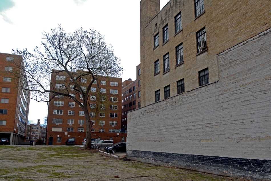 An elm tree at 1515 Chicago Ave. is shown. Aldermen approved a developer’s plan to remove the tree in order to build a hotel on the site.