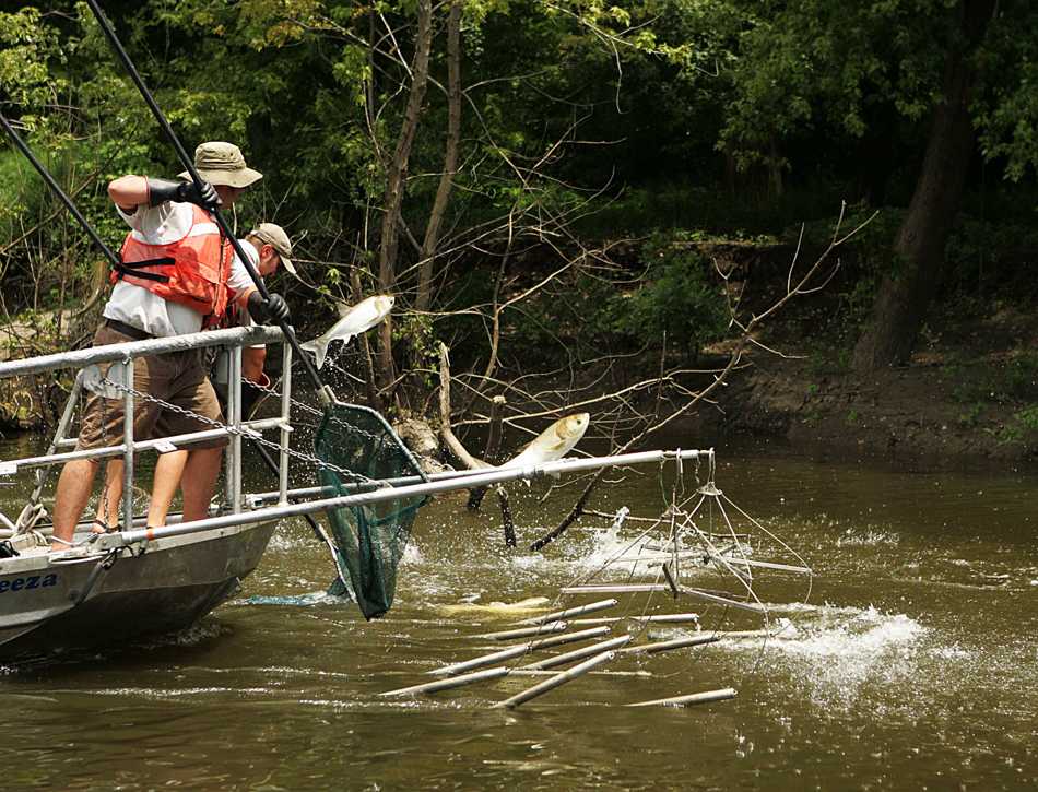 A January study looked into ways to stop invasive species, such as Asian carp, from moving between the Great Lakes and Mississippi River basins. The U.S. Army Corps of Engineers released a public comments summary on Monday, where it said it would wait to take action in the effort. 