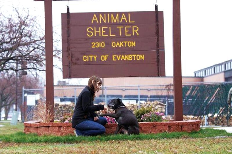 Since the Community Animal Rescue Effort was ordered to clear out of the premises, the Evanston Animal Shelter has been run by the city’s police department and local volunteers. EPD Deputy Chief Joseph Wazny provided aldermen with an update on the shelter at a City Council meeting on Monday night.