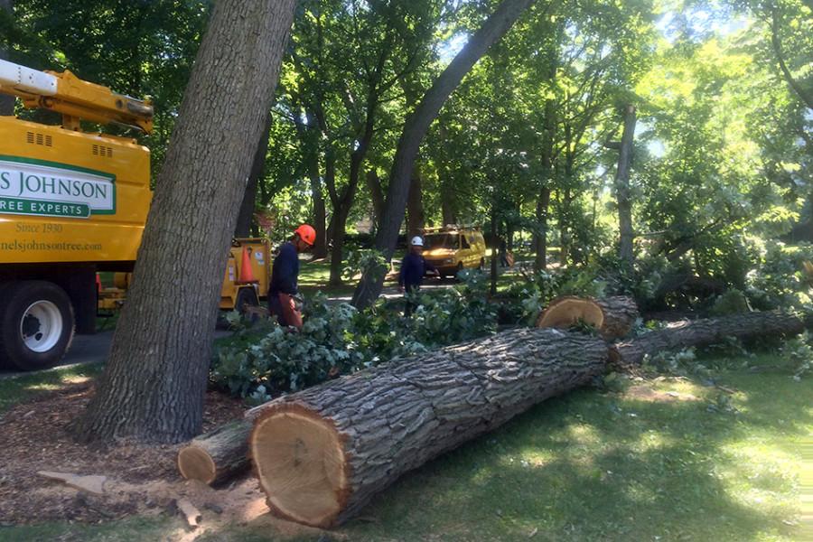 Workers clean up a fallen tree Monday morning north of the Sheridan Road and Chicago Avenue intersection. 