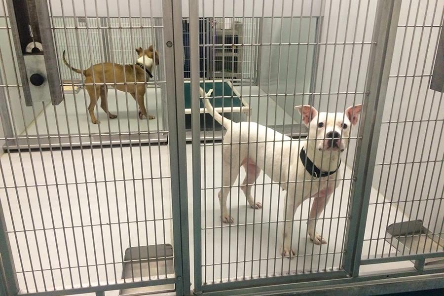 After grant to fund animal shelter employees, city must amend proposed