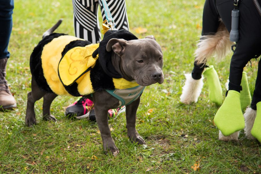 Captured: Community walks to raise awareness, funds for local animal shelter