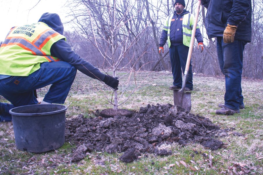 Evanston Public Works Department staff plants a tree Saturday as part of the city’s annual Earth Day celebration. The Evanston Ecology Center also hosted family-friendly activities for the day.