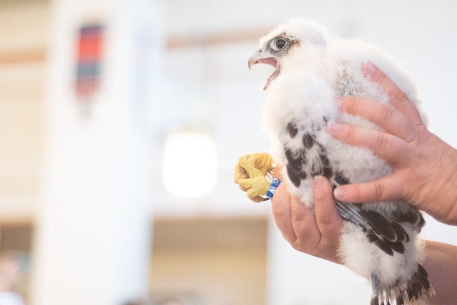 Karen, one of Squawker and Fay’s four eyasses, was named after current EPL director Karen Danczak Lyons. The couple has successfully hatched one female and three male eyasses, who are expected to start flying this month.
