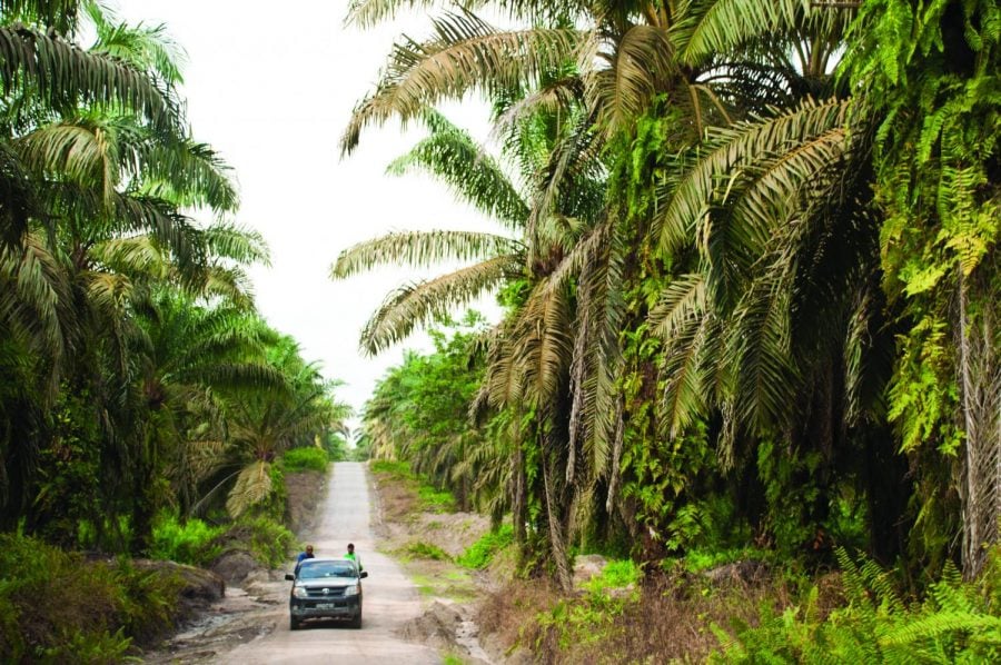A+pickup+truck+travels+along+a+dirt+road+that+runs+through+miles+of+palm+oil+plantations+near+Tanjung+Puting+National+Park+in+Kalimantan%2C+Indonesia.+Millions+of+acres+of+rainforest+have+been+slashed+and+burn+to+clear+land+for+these+crops.