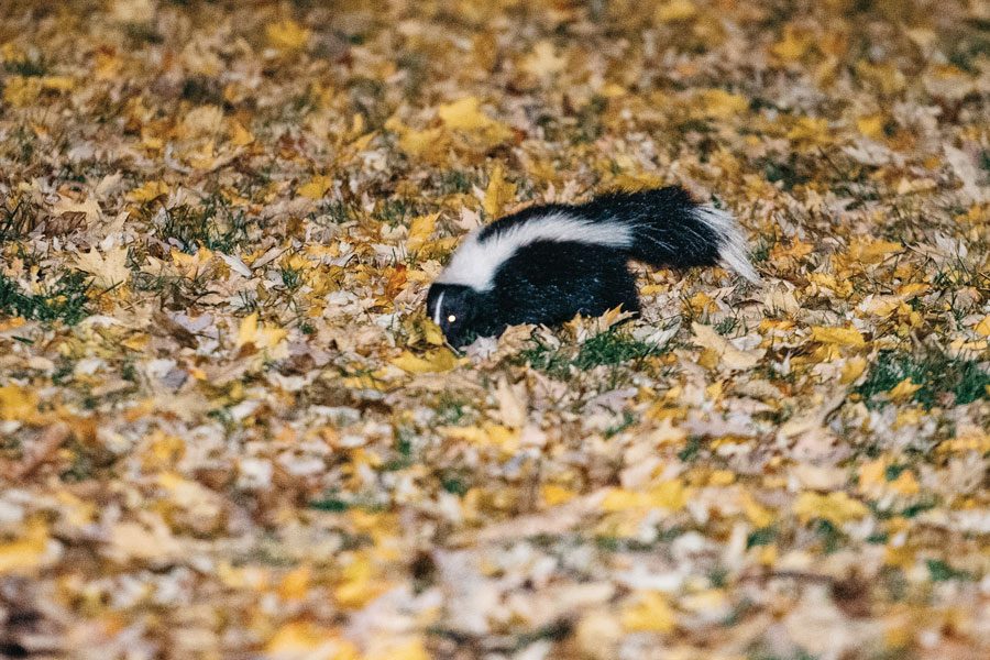 As colder temperatures bring fewer sightings, students reflect on abundance of skunks this fall