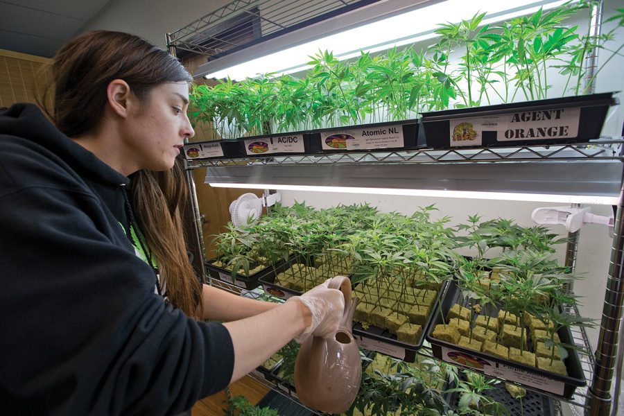 Elyse Jones waters marijuana clones at a medical marijuana dispensary in San Jose, Calif., where marijuana is legalized. In Illinois, any person convicted of possessing more than 10 grams or those accused of selling the drug can face prison time.