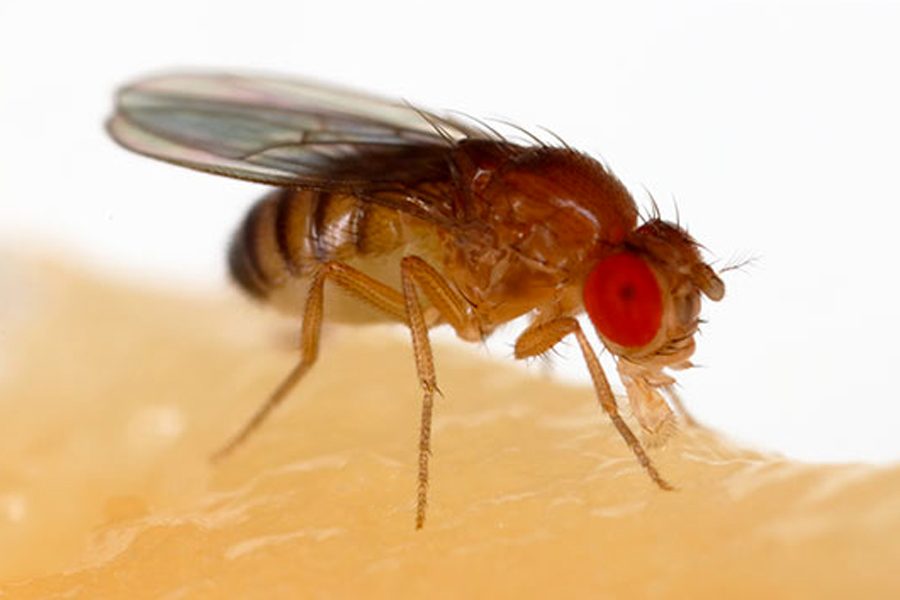 A fruit fly. Northwestern researchers experimented on clusters of flies with Huntington’s disease to determine the relationship between altered sleep-wake cycles and neurodegenerative diseases.