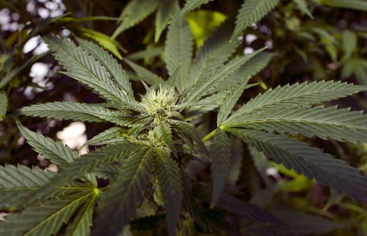 A marijuana plant.