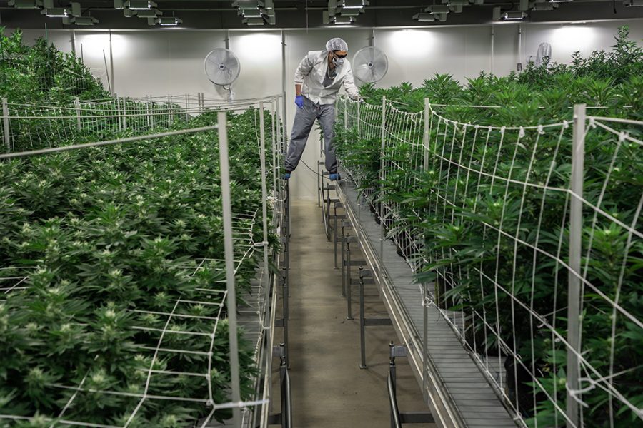 Brian Kirkland, assistant cultivator tends to plants in flowering room at the Bedford Grow, a marijuana cultivation facility in Bedford Park on Friday March 29, 2019. 