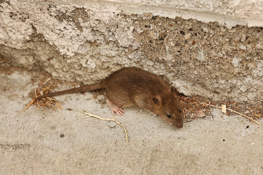 One of several rats scurry around the scene as Los Angeles Bureau of Sanitation crews clean up a homeless encampment in Los Angeles on May 23, 2019. The number of rat complaints in Evanston has decreased over the past four years. 