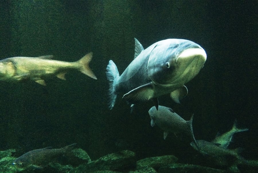 The Big River Fish headquarters in Pearl, Illinois buys the carp from local fishermen and then processes, sells and ships the Asian carp to China. Asian carp have been spotted about nine miles from Lake Michigan.