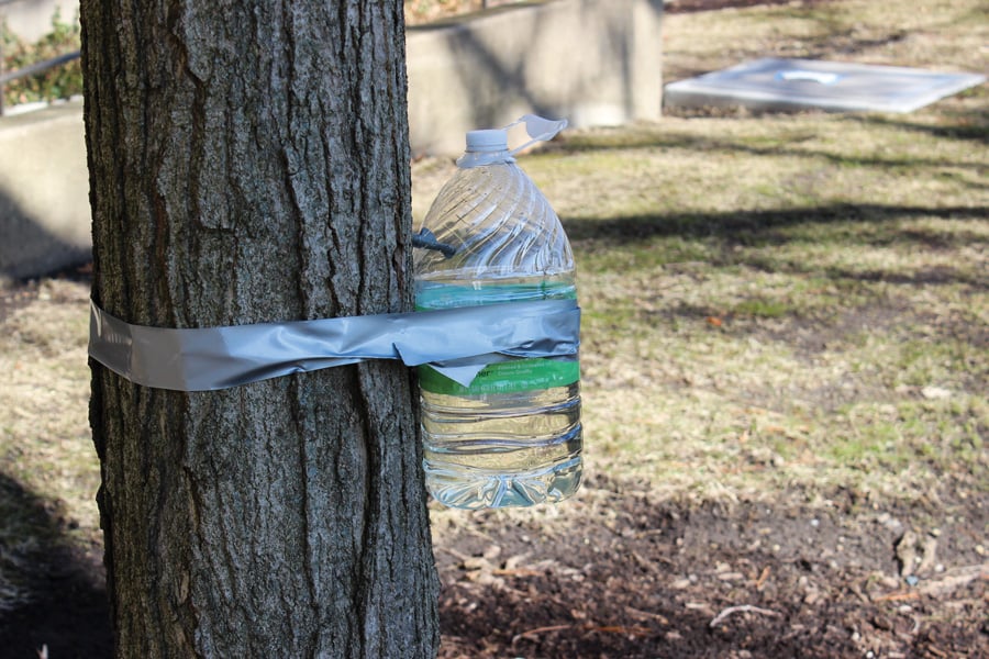 Bottle taped to a tree to collect sap for Prof. Eli Suzukovich’s “Maple Syrup and Climate Change.”