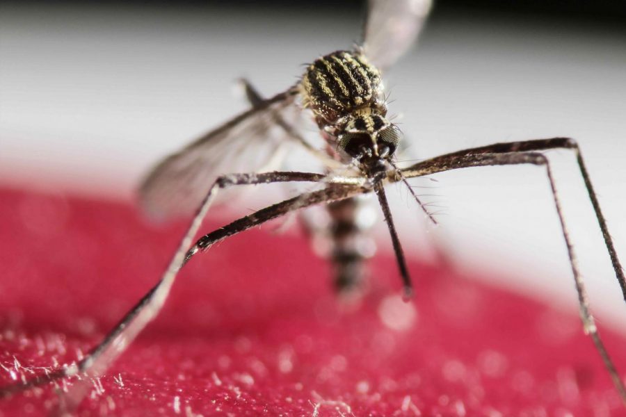 Close up of a mosquito perched on a red surface.