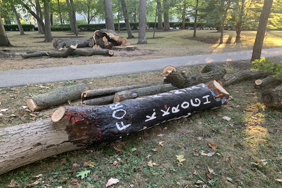 The memorial tree lies on the grass outside Harris Hall. After students and alumni reacted negatively to the tree’s removal, the University is planning to create a more permanent memorial on campus.