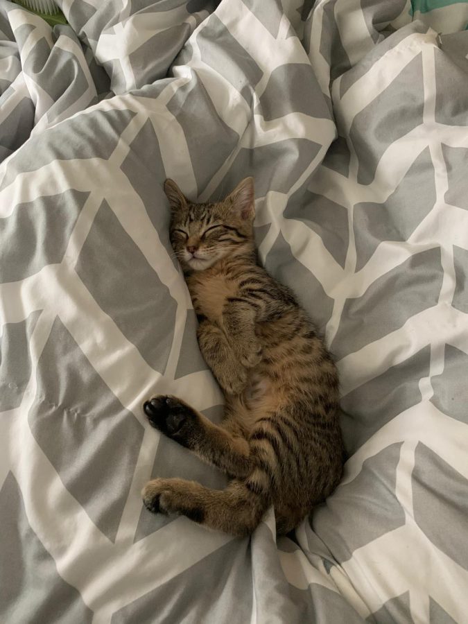 Striped+tabby+cat+with+dark+feet+sleeps+on+top+of+a+blanket