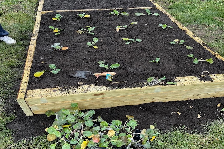 A raised garden bed with a hand shovel and collard green sprouts.