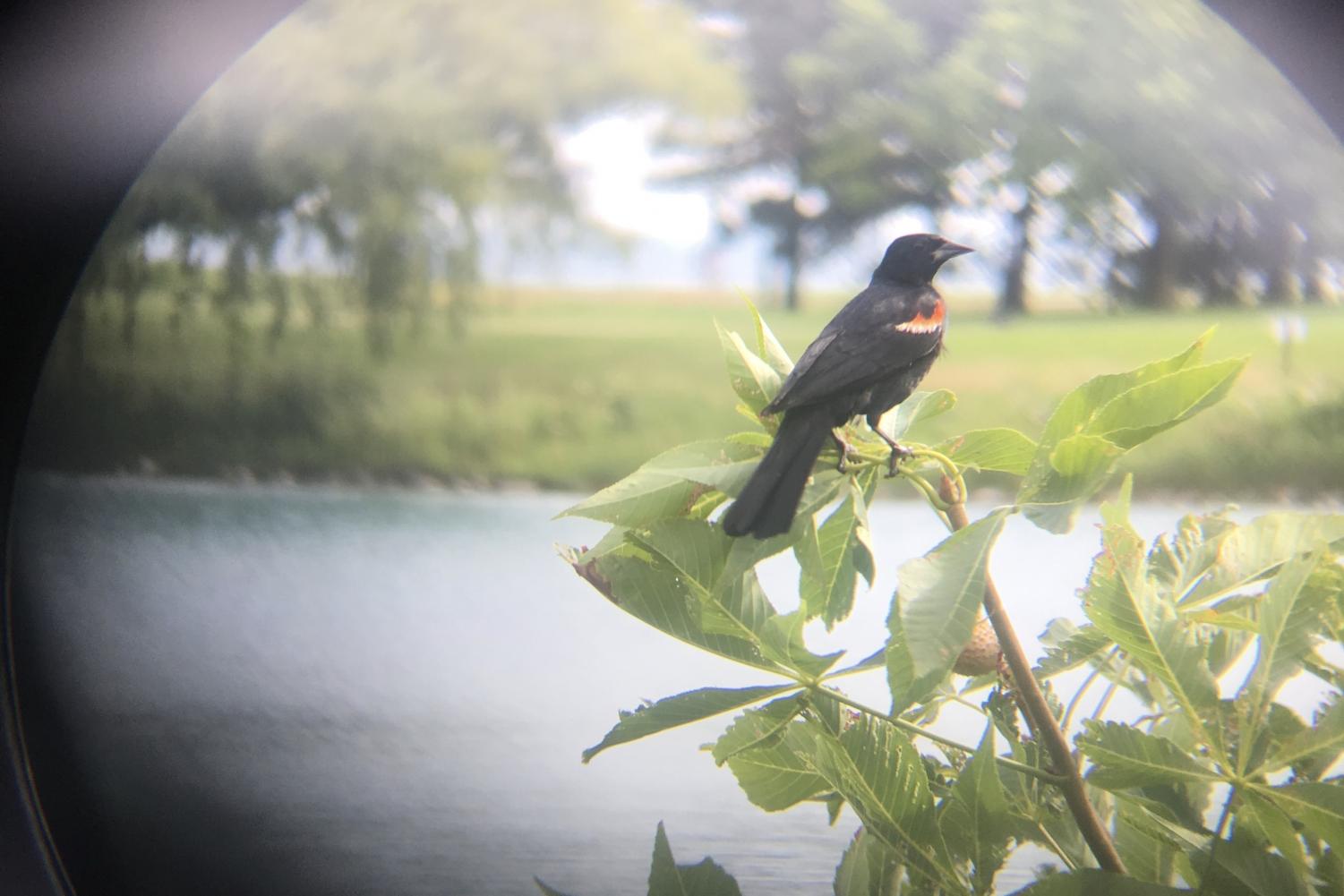 A+black+bird+with+red+feathers+on+its+chest+perches+on+top+of+green+leaves.+In+the+background+are+blue+waters.