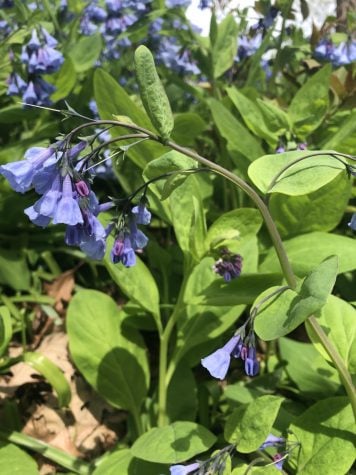 Large, green-leafed bush with multiple bunches on virginia bluebells.