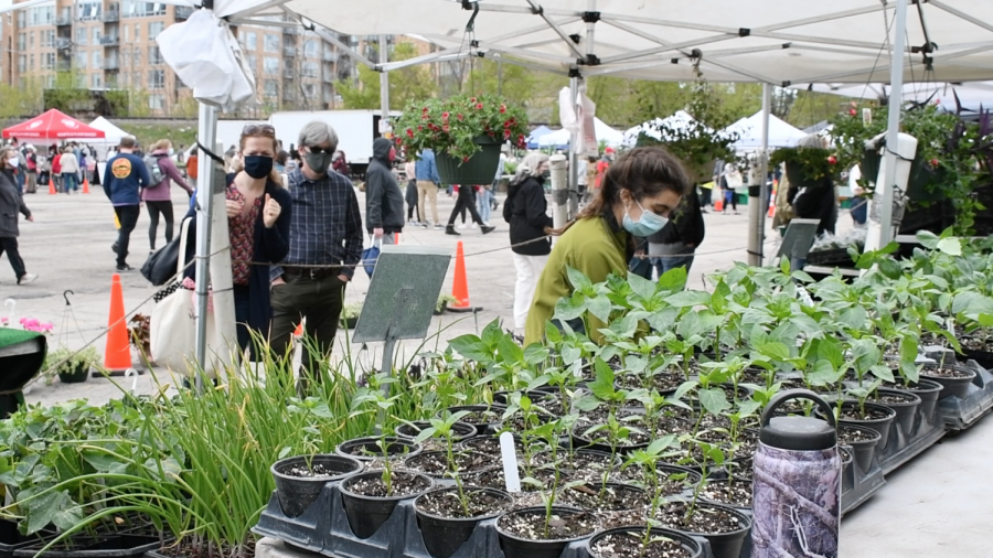 A person in a green sweater bends over behind a display of plants under a white tent. Two other people look on in the background.