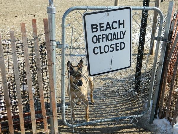 A dog stands behind a metal gate with a “Beach Officially Closed” sign.