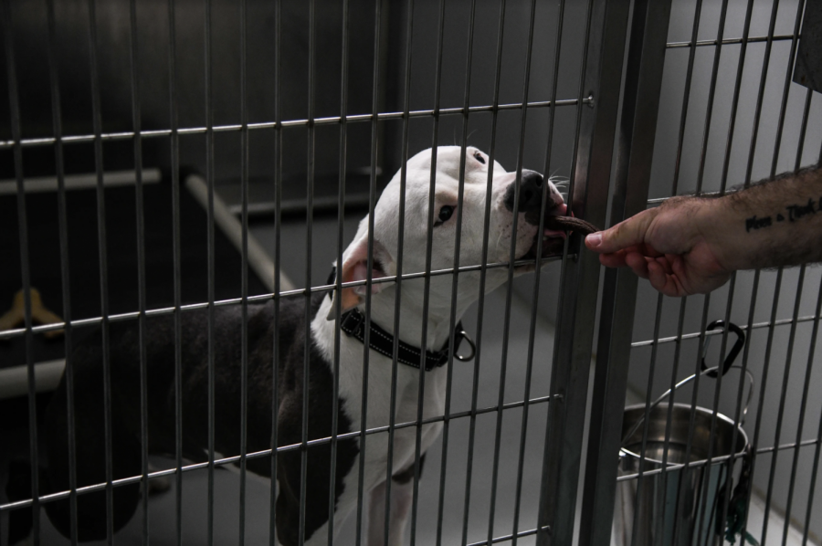 A shelter dog eagerly eats a treat through the shelter cage.