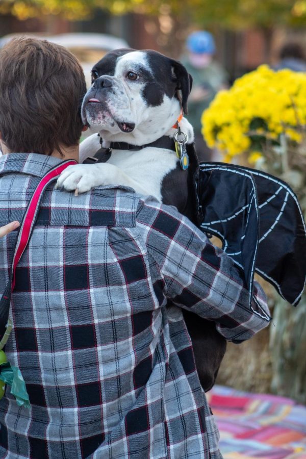 Someone in a flannel holds a dog wearing black wings.