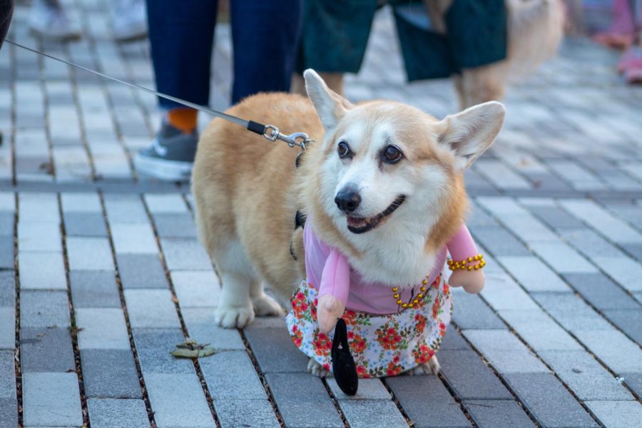 A corgi is dressed in a pink shirt, floral skirt and gold necklace.