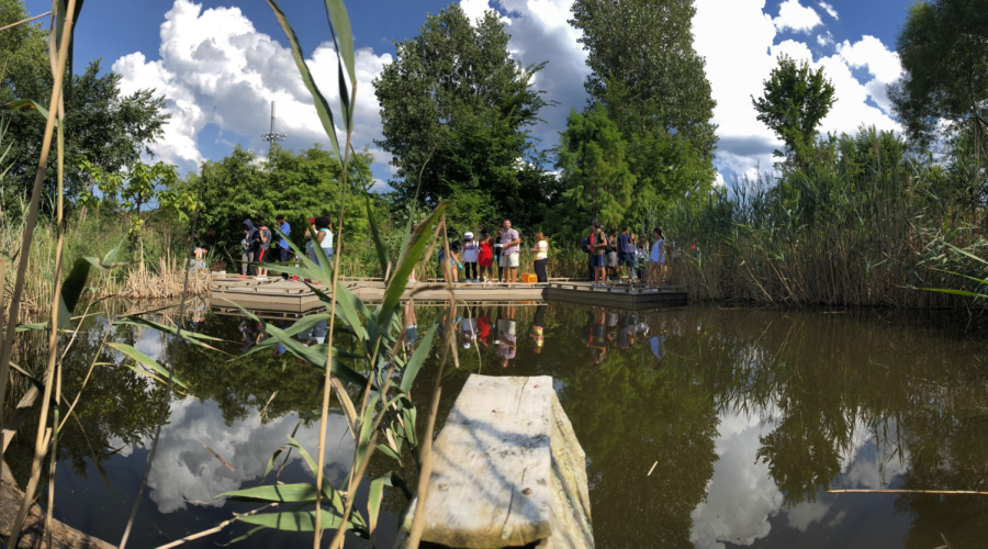 Large pond surrounded by long grasses and trees of varying heights under a bright blue sky with fluffy clouds. A group of students stand on a wooden platform next to the pond in the distance.