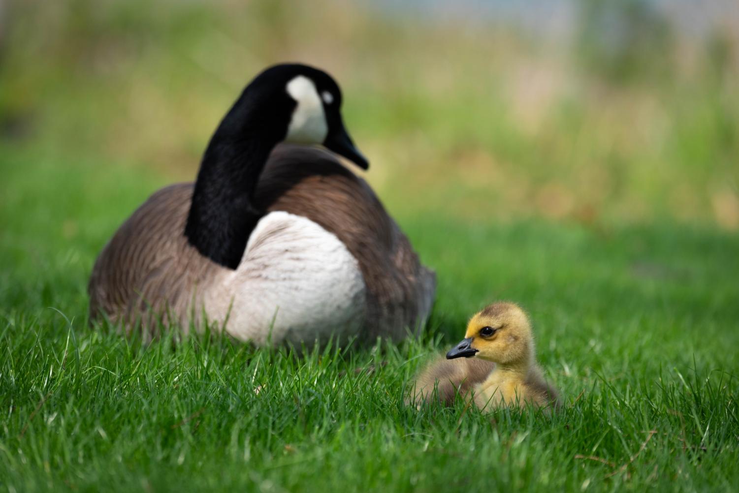 A young gosling and a goose sit on grass.