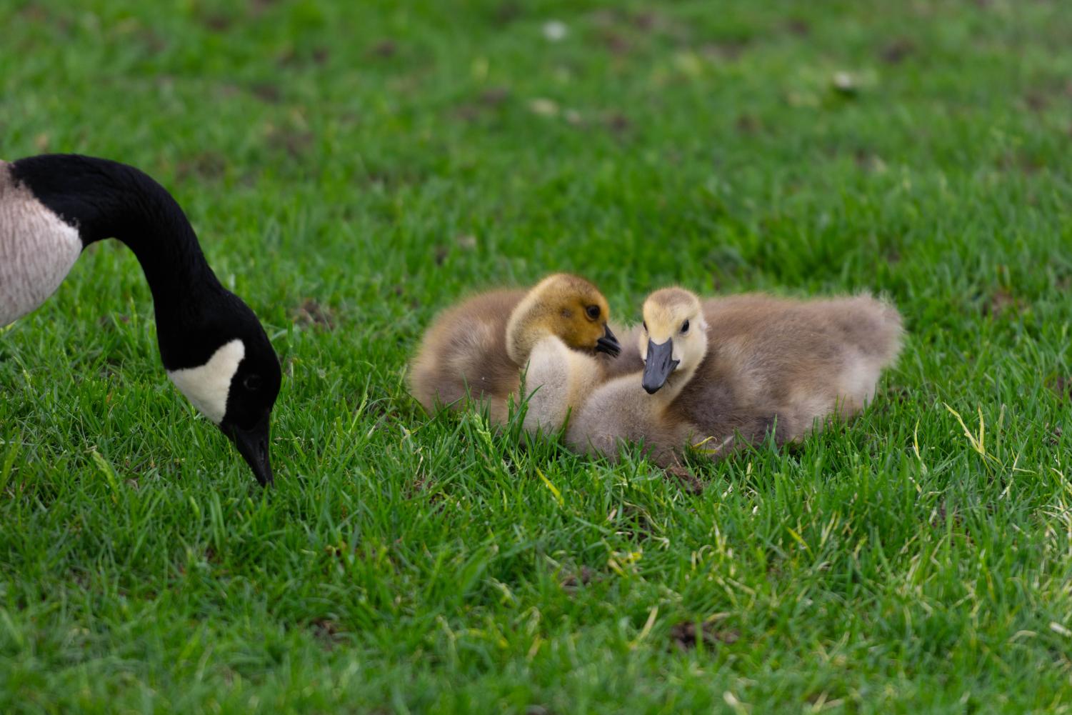 Two goslings sit next to each other on grass next to a goose.