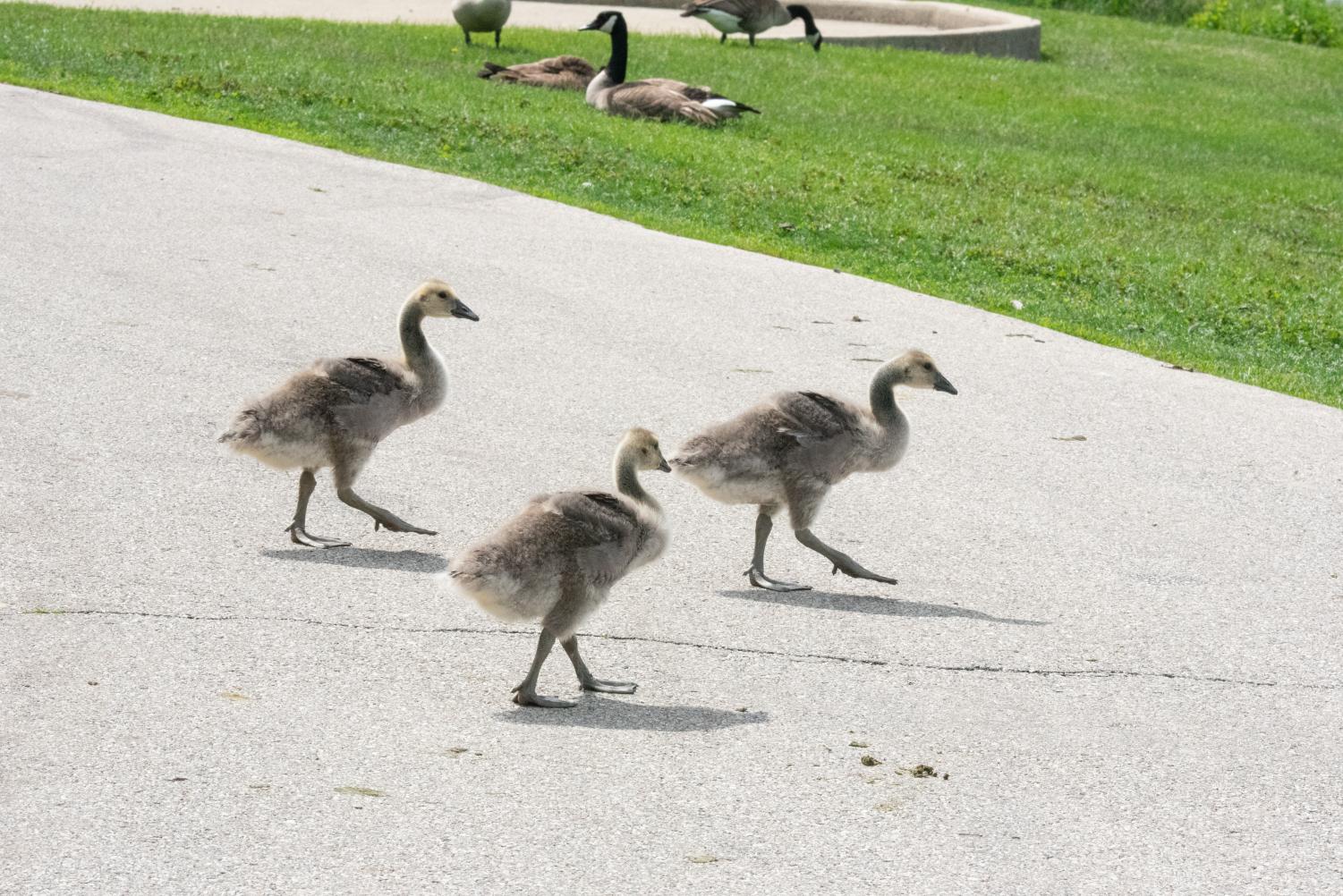 Three goslings walk on pavement. Geese sit and stand on grass in the background.