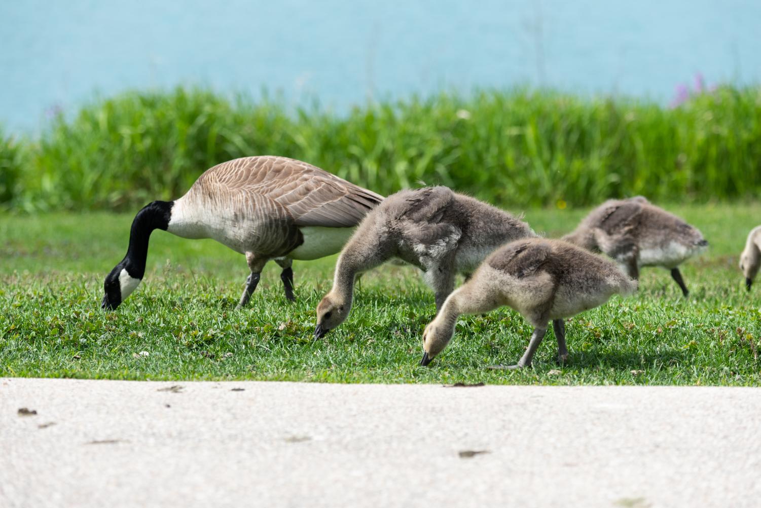 Goslings and a goose walk on grass with water in the background.