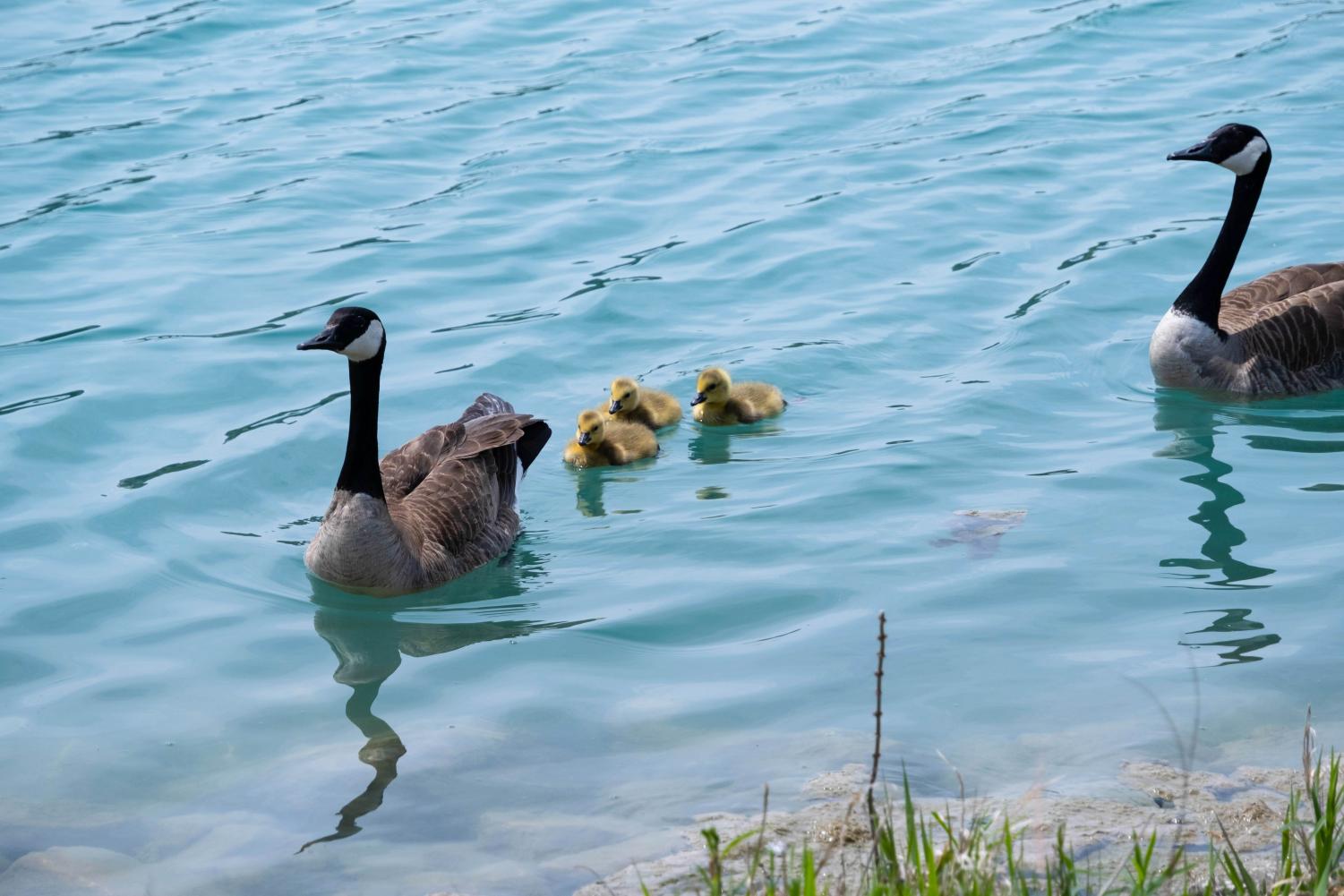 Three young goslings swim with two geese in blue water.