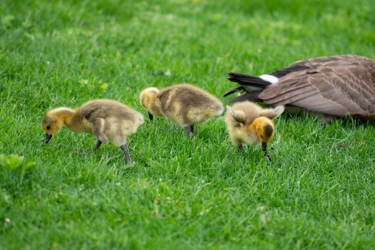 Three young goslings walk on grass near a goose.