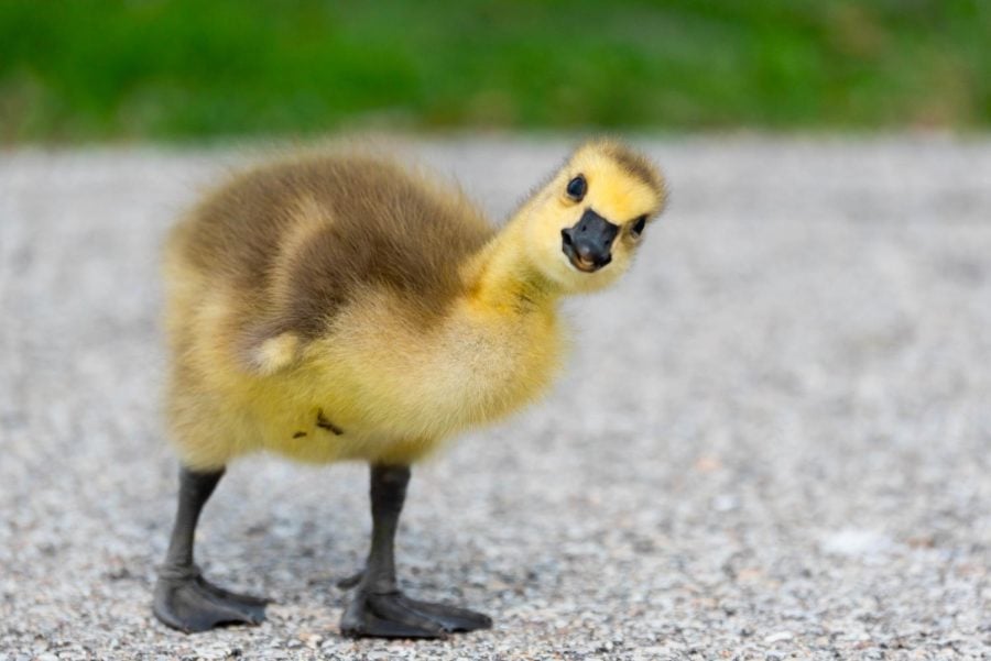 A young gosling standing on pavement looks at the camera.