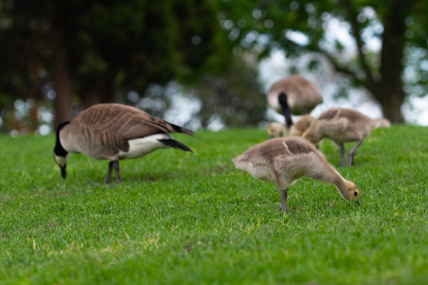Goslings and geese walk on grass.