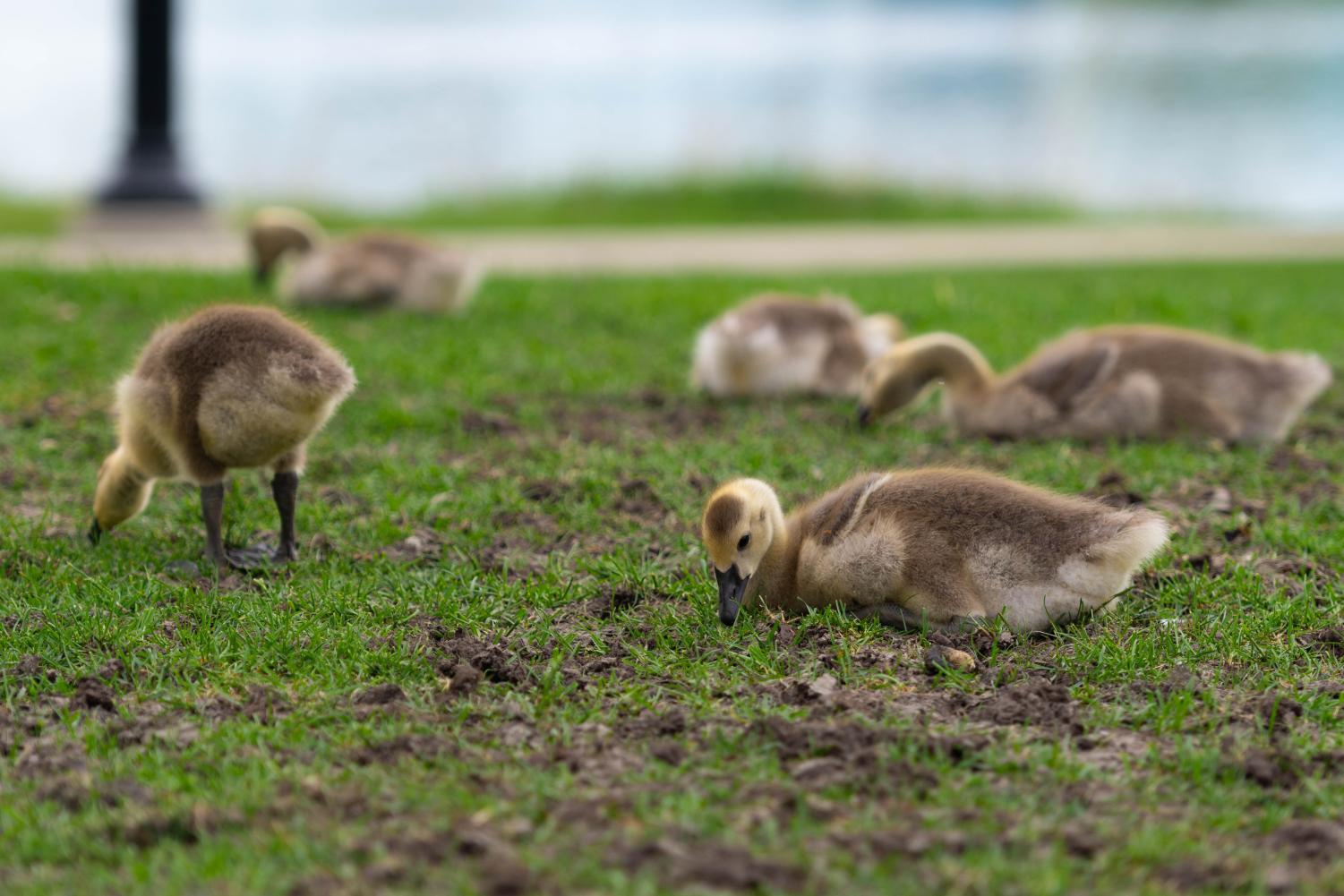 A group of goslings sit and walk on grass.