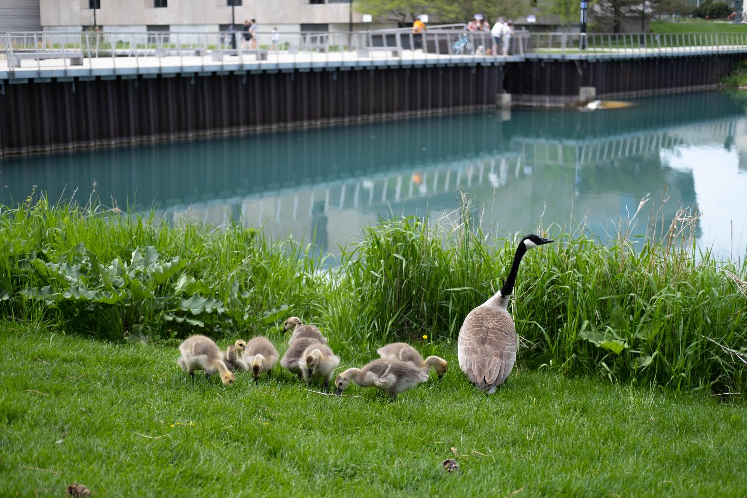 A group of goslings and a goose stand on grass in front of a body of water and a bridge.