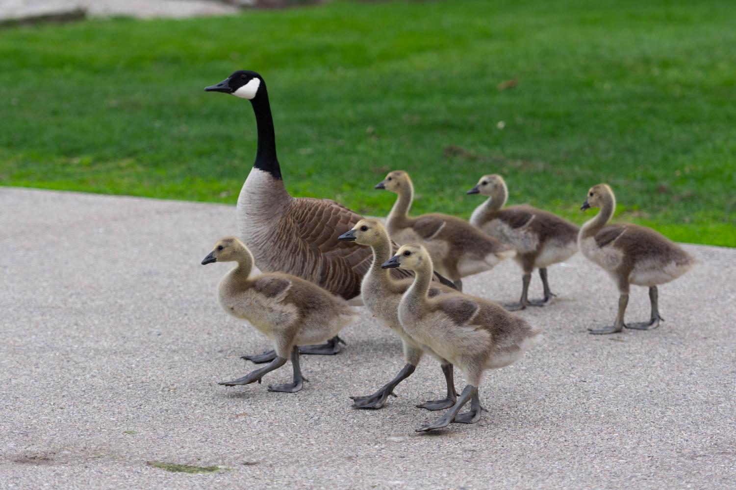 A goose and a group of goslings walk together on pavement.