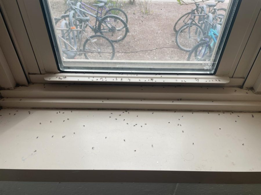 Dead gnats on an Elder Hall window sill.
