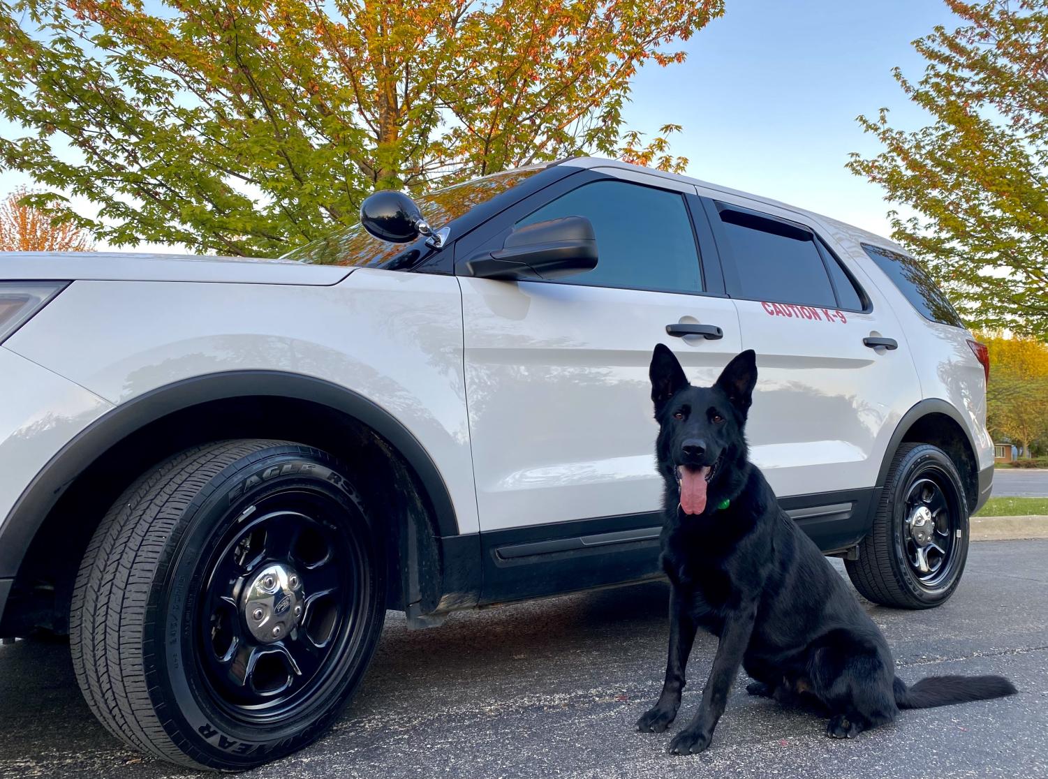 A black German Shepherd sits on the street in front of a white police car.