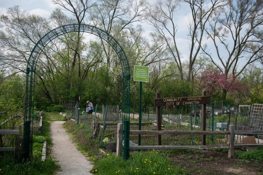 Someone looks at a garden plot behind the garden entrance. Nearby is a sign reading, “Community Gardens City of Evanston.”