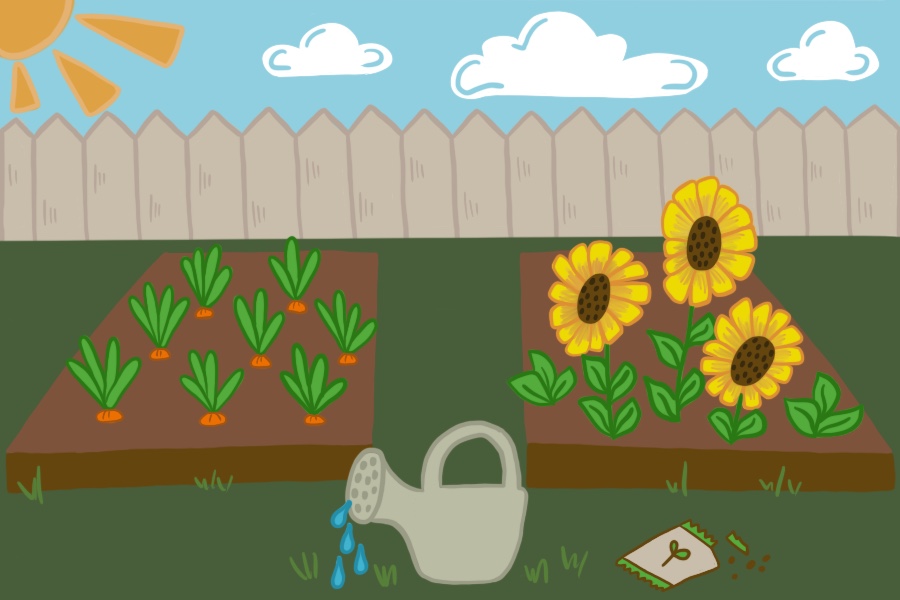 A white fence surrounds a small garden with orange carrots and yellow sunflowers. The sun is shining and the sky is blue.