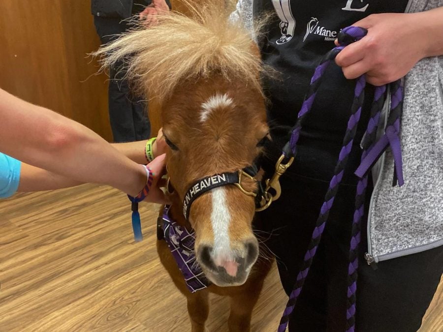 A miniature horse, brown with a fluffy mane and a white marking down its forehead and muzzle, is held by an individual in a black “Mane in Heaven” shirt. The horse is the focus of the picture, with the handler off to the right. A purple and black leash connects to the horse’s Northwestern-themed harness. Two sets of hands pet the horse from the left.