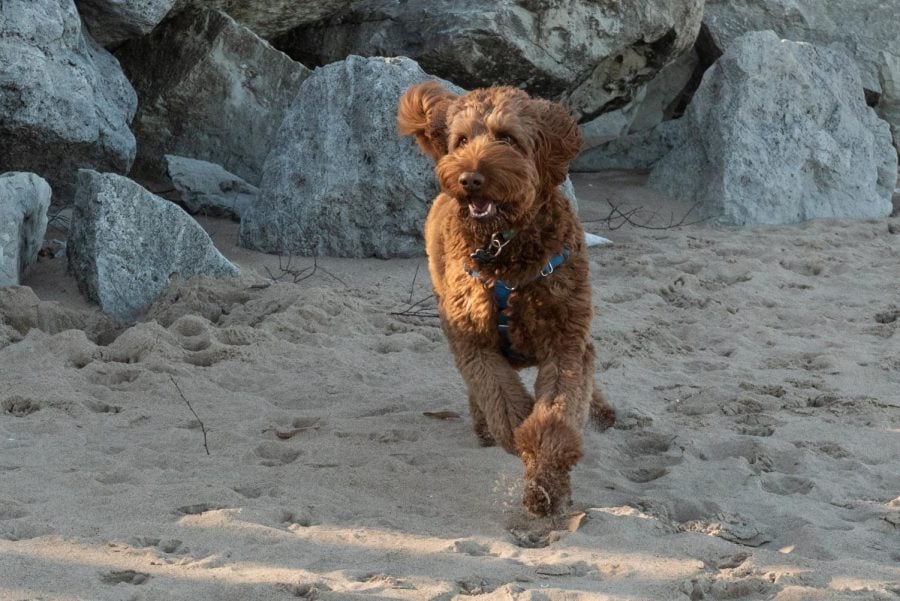 A brown dog is running on the sand.